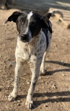 JANITA, Hund, Mischlingshund in Griechenland - Bild 8