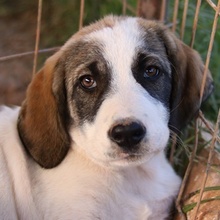 KELSY, Hund, Mischlingshund in Griechenland - Bild 1