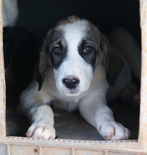 KELSY, Hund, Mischlingshund in Griechenland - Bild 10