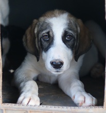 KELSY, Hund, Mischlingshund in Griechenland - Bild 11