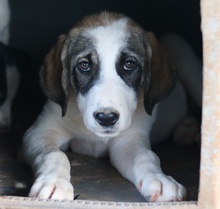 KELSY, Hund, Mischlingshund in Griechenland - Bild 12