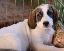KELSY, Hund, Mischlingshund in Griechenland - Bild 13