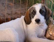 KELSY, Hund, Mischlingshund in Griechenland - Bild 14