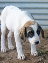 KELSY, Hund, Mischlingshund in Griechenland - Bild 9
