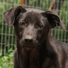 ROMIRA, Hund, Mischlingshund in Griechenland - Bild 1