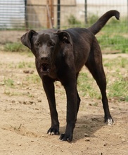ROMIRA, Hund, Mischlingshund in Griechenland - Bild 10