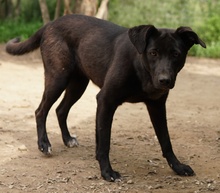 ROMIRA, Hund, Mischlingshund in Griechenland - Bild 11