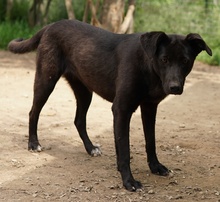 ROMIRA, Hund, Mischlingshund in Griechenland - Bild 12