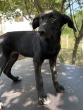 ROMIRA, Hund, Mischlingshund in Griechenland - Bild 13