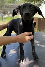 ROMIRA, Hund, Mischlingshund in Griechenland - Bild 14