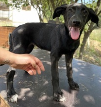 ROMIRA, Hund, Mischlingshund in Griechenland - Bild 15