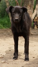 ROMIRA, Hund, Mischlingshund in Griechenland - Bild 3
