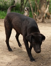 ROMIRA, Hund, Mischlingshund in Griechenland - Bild 5