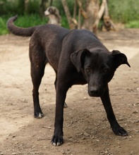 ROMIRA, Hund, Mischlingshund in Griechenland - Bild 6