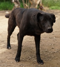 ROMIRA, Hund, Mischlingshund in Griechenland - Bild 7