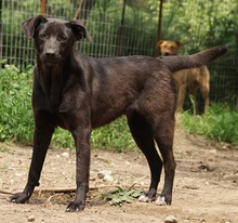 ROMIRA, Hund, Mischlingshund in Griechenland - Bild 8