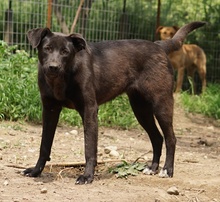 ROMIRA, Hund, Mischlingshund in Griechenland - Bild 9