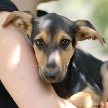 SCARLETT, Hund, Mischlingshund in Griechenland - Bild 1