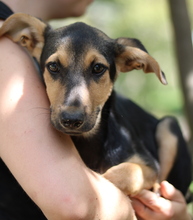 SCARLETT, Hund, Mischlingshund in Griechenland - Bild 12