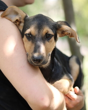 SCARLETT, Hund, Mischlingshund in Griechenland - Bild 13