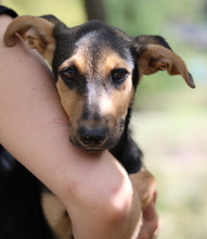 SCARLETT, Hund, Mischlingshund in Griechenland - Bild 14