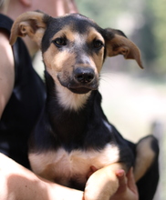 SCARLETT, Hund, Mischlingshund in Griechenland - Bild 18