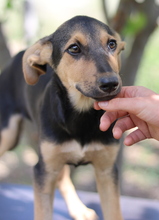 SCARLETT, Hund, Mischlingshund in Griechenland - Bild 2