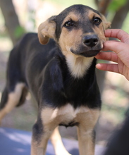 SCARLETT, Hund, Mischlingshund in Griechenland - Bild 3