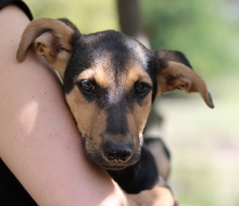 SCARLETT, Hund, Mischlingshund in Griechenland - Bild 4