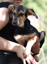 SCARLETT, Hund, Mischlingshund in Griechenland - Bild 5