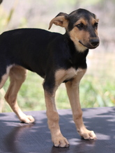 SCARLETT, Hund, Mischlingshund in Griechenland - Bild 7