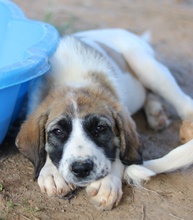 SHARPEY, Hund, Mischlingshund in Griechenland - Bild 15