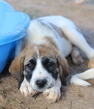 SHARPEY, Hund, Mischlingshund in Griechenland - Bild 16