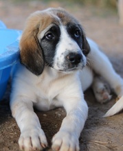 SHARPEY, Hund, Mischlingshund in Griechenland - Bild 17