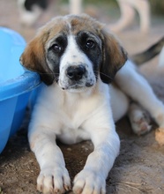 SHARPEY, Hund, Mischlingshund in Griechenland - Bild 18