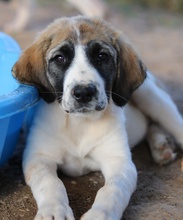 SHARPEY, Hund, Mischlingshund in Griechenland - Bild 19