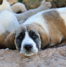 SHARPEY, Hund, Mischlingshund in Griechenland - Bild 20