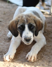 SHARPEY, Hund, Mischlingshund in Griechenland - Bild 3