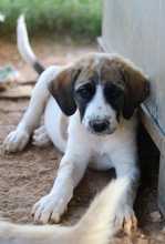 SHARPEY, Hund, Mischlingshund in Griechenland - Bild 4