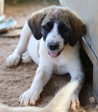 SHARPEY, Hund, Mischlingshund in Griechenland - Bild 5