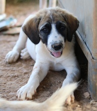 SHARPEY, Hund, Mischlingshund in Griechenland - Bild 6