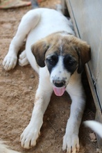 SHARPEY, Hund, Mischlingshund in Griechenland - Bild 7