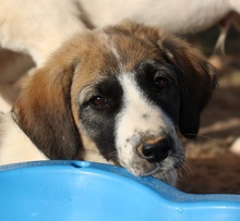 SHARPEY, Hund, Mischlingshund in Griechenland - Bild 9