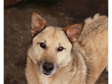 KISU, Hund, Mischlingshund in Rumänien - Bild 1