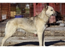 KISU, Hund, Mischlingshund in Rumänien - Bild 10
