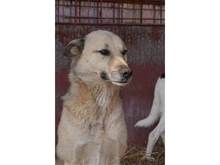 KISU, Hund, Mischlingshund in Rumänien - Bild 11