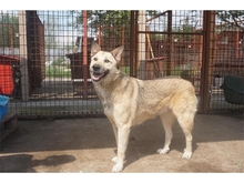 KISU, Hund, Mischlingshund in Rumänien - Bild 5
