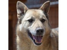 KISU, Hund, Mischlingshund in Rumänien - Bild 6