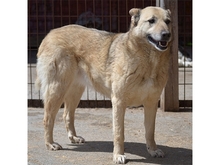 KISU, Hund, Mischlingshund in Rumänien - Bild 8
