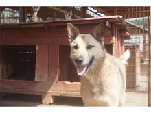KISU, Hund, Mischlingshund in Rumänien - Bild 9